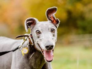 Charlie - Male Greyhound Photo