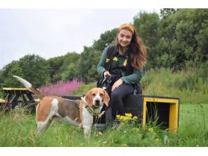 Copper - Male Beagle Photo