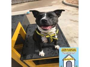 Deedee - Female Staffordshire Bull Terrier (SBT) Photo