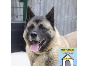 Fuji - Female Akita Photo