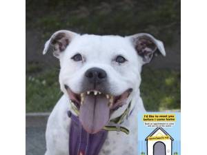 Kia - Female Staffordshire Bull Terrier (SBT) Photo