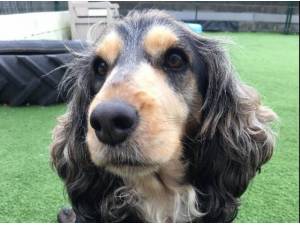 Navigation - Cocker Spaniel Photo