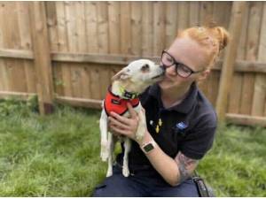 Navigation - Chihuahua
crossbreed Photo