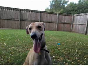 Navigation - Lurcher
crossbreed Photo