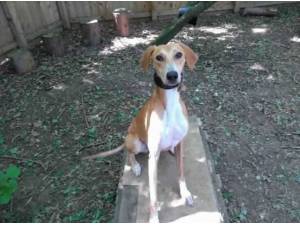 Navigation - Lurcher
crossbreed Photo