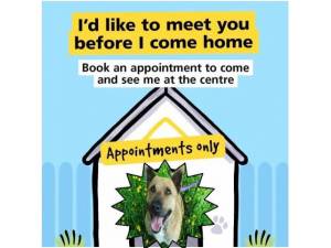 Bertie - Male A Crossbreed Photo