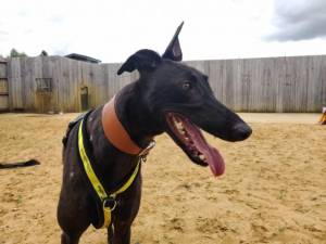 Cruise - Male Greyhound Photo