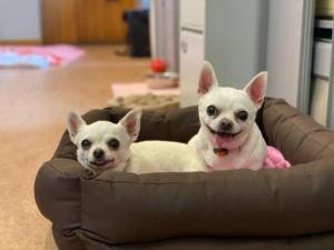 Genis - Female Chihuahua: Short Hr Photo