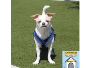 Gizmo - Male Chihuahua: Short Hr Photo