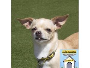 Hunni - Female Chihuahua: Short Hr Photo