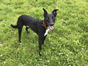 Lockie Longlegs - Male Lurcher Photo