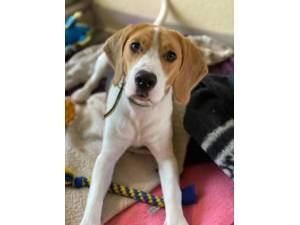 Marleymous - Male Beagle Photo