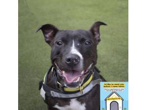 Max - Male Staffordshire Bull Terrier (SBT) Photo