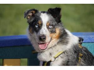 Moo - Female Border Collie Photo