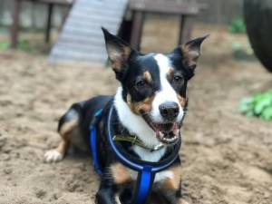 Obie - Male Border Collie Photo