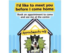 Ruby - Female Border Collie Photo