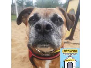 Ruby - Female A Crossbreed Photo