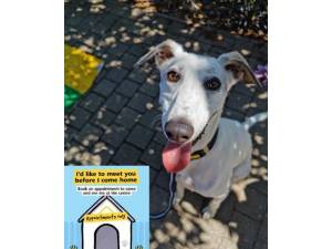 Sam - Male Lurcher Photo