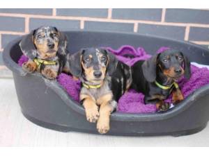 Sandy - Female Dachshund: Std Smooth Hr Photo