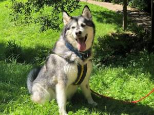 Tia - Female Alaskan Malamute Photo