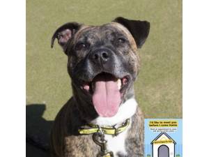 Tilly - Female Staffordshire Cross (SBT) Photo