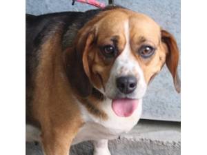 Bramble - Female Beagle Photo