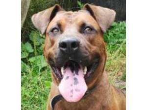Hutch - Male Presa Canario cross? Photo