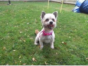 Navigation - West Highland White Terrier
crossbreed Photo