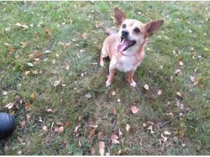 Navigation - Chihuahua
crossbreed Photo
