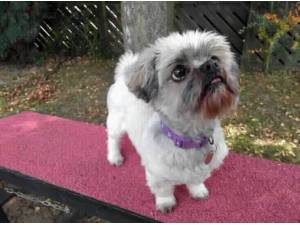Navigation - Lhasa Apso Photo