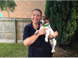 Navigation - Jack Russell Terrier
crossbreed Photo