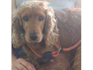 Ted - Male Cocker Spaniel Photo