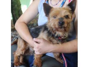 William - Male Yorkshire Terrier (Yorkie) Photo
