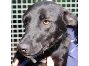 Hector - Male Cross Breed Photo