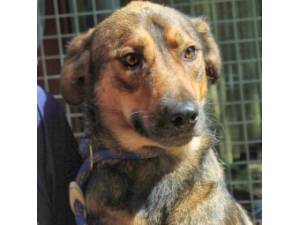 Badger - Male Cross Breed Photo