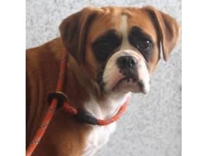 Bailey - Female Boxer Cross Photo