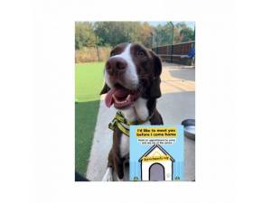 Hector - Male Spaniel: English Springer Photo