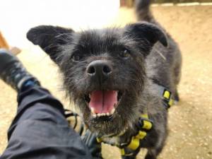 Jackie - Female Terrier Cross Photo