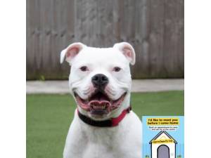 Reece - Male American Bulldog Photo