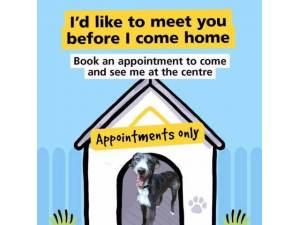 Tal - Male Lurcher Photo
