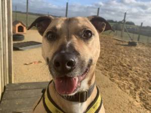Holmes - Male A Crossbreed Photo