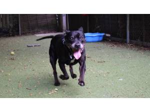 RONNIE - Female Terrier: Staff Bull Photo