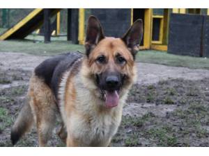 Axil - Male German Shepherd Dog (GSD / Alsatian) Photo