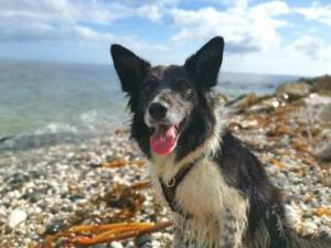 Millie - Female Border Collie Photo