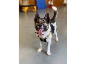 Ralfie (Was Latte) - Male A Crossbreed Photo
