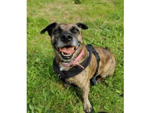 Keke - Female Staffordshire Bull Terrier Cross Photo