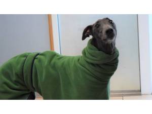 BLUEBELL - Female Greyhound Photo