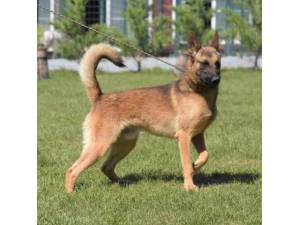 Kai - Male German Shepherd Dog Photo