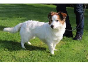 Luna - Female Jack Russell Terrier (JRT) Photo