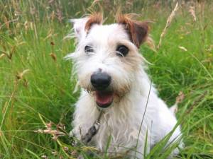 Buster - Male Parson Russell Terrier Photo